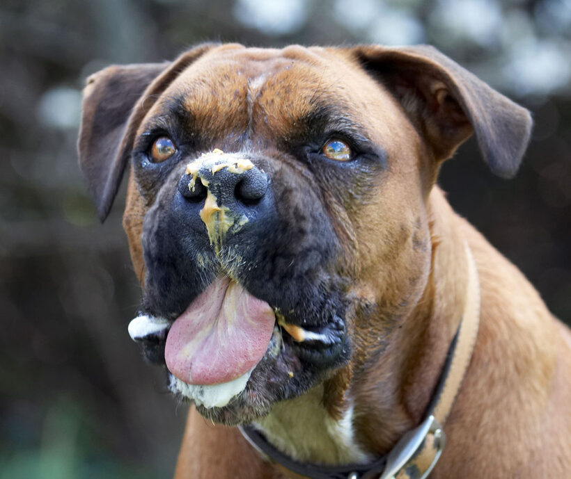 Animal, Animals, Boxer, Boxers, butter, Canine, Canines, Dog, Dogs, Land Mammal, Land Mammals, Nog, Peanut, Play, Playing, Playtime, Terrestrial Mammal, Terrestrial Mammals, Tongue