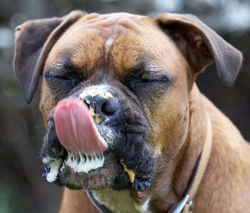 Animal, Animals, Boxer, Boxers, butter, Canine, Canines, Dog, Dogs, Land Mammal, Land Mammals, Nog, Peanut, Play, Playing, Playtime, Terrestrial Mammal, Terrestrial Mammals, Tongue