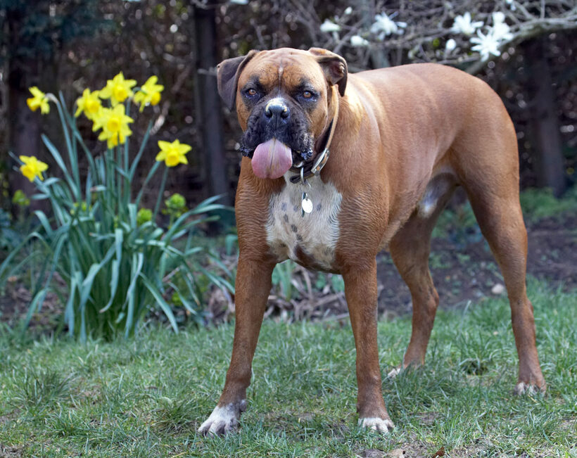 Flower, flowers, Land Mammal, Land Mammals, Nog, Peanut, Play, Playing, Playtime, Terrestrial Mammal, Terrestrial Mammals, Tongue, Animal, Animals, Boxer, Boxers, Butter, Canine, Canines, Daffodils, Dog, Dogs, Flora