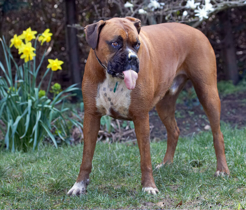 flowers, Land Mammal, Land Mammals, Nog, Peanut, Play, Playing, Playtime, Terrestrial Mammal, Terrestrial Mammals, Tongue, Animal, Animals, Boxer, Boxers, Butter, Canine, Canines, Daffodils, Dog, Dogs, Flora, Flower