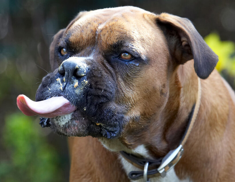 Animal, Animals, Boxer, Boxers, butter, Canine, Canines, Dog, Dogs, Land Mammal, Land Mammals, Nog, Peanut, Play, Playing, Playtime, Terrestrial Mammal, Terrestrial Mammals, Tongue