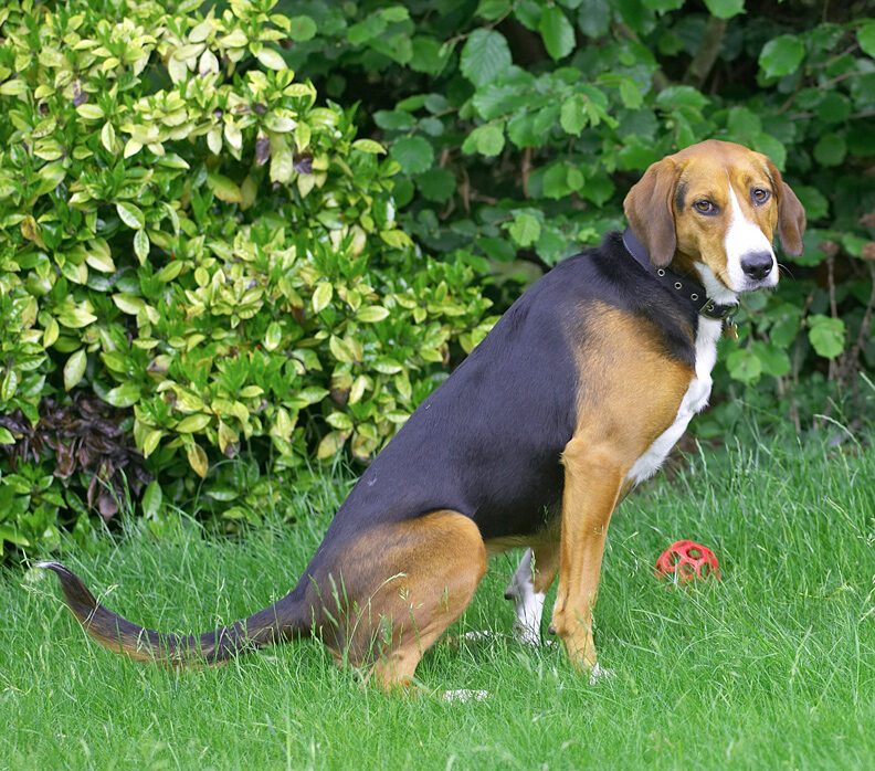 Jessie