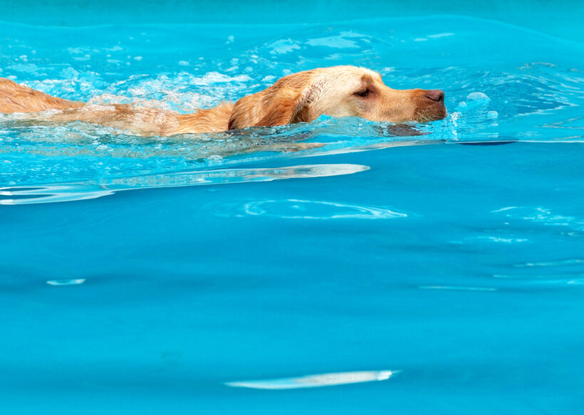 Animal, Animals, Canine, Canines, Dog, Dogs, Golden Retriever, Land Mammal, Land Mammals, Play, Playing, Playtime, Pool, Retrievers, Swim, Swimming, Swimming pool, Terrestrial Mammal, Terrestrial Mammals, Yuna