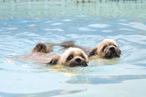 Dog, Dogs, Monty, Pool, Swimming, Trigger