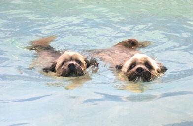 Dog, Dogs, Monty, Pool, Swimming, Trigger