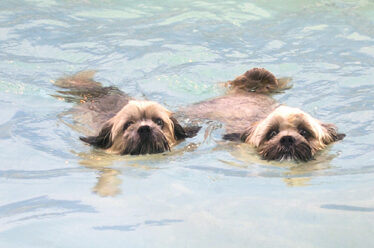 Dog, Dogs, Monty, Pool, Swimming, Trigger