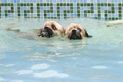 Dog, Dogs, Monty, Pool, Swimming, Trigger