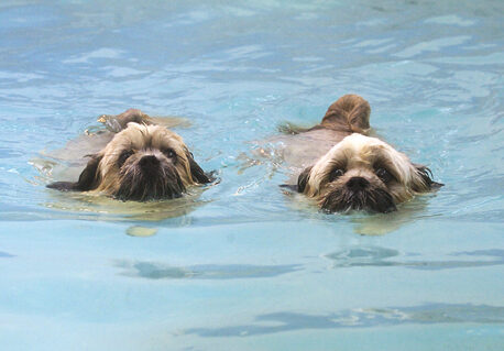 Dog, Dogs, Monty, Pool, Swimming, Trigger