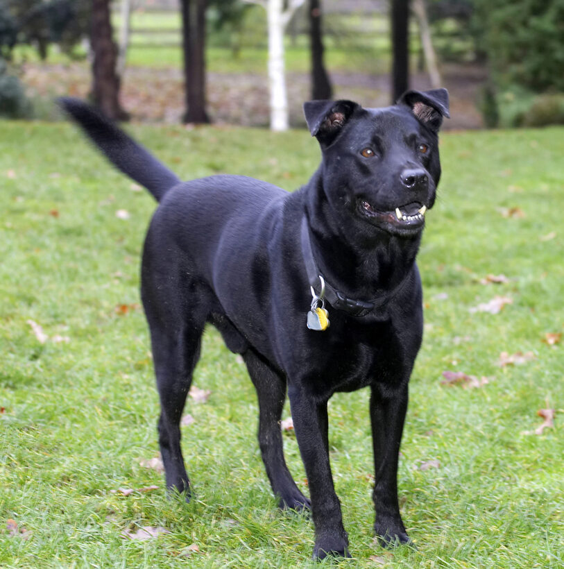 Charlie, Chow, Dog, Dogs, Labrador