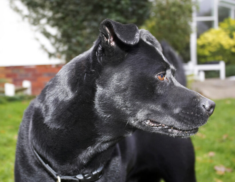 Charlie, Chow, Dog, Dogs, Labrador