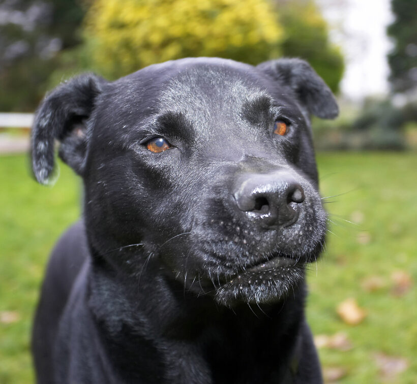Charlie, Chow, Dog, Dogs, Labrador