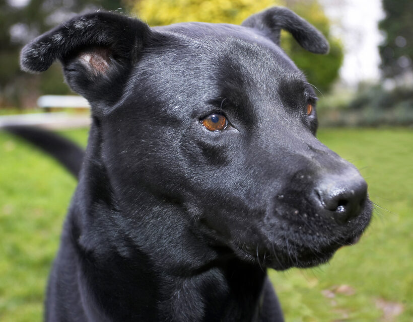 Charlie, Chow, Dog, Dogs, Labrador