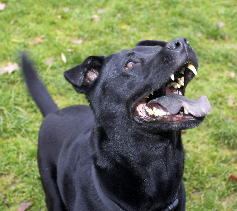 Charlie, Chow, Dog, Dogs, Labrador, Tongue