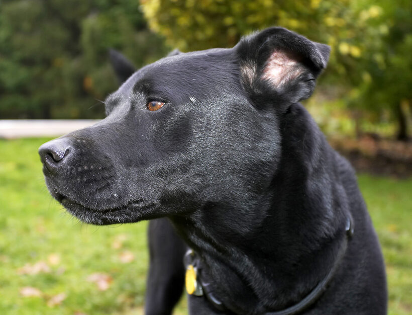 Charlie, Chow, Dog, Dogs, Labrador