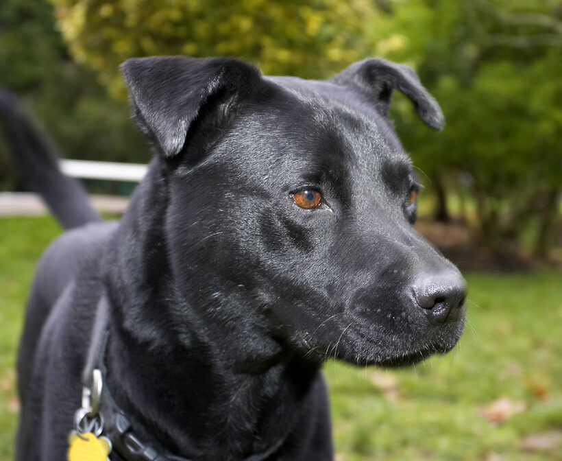 Charlie, Chow, Dog, Dogs, Labrador