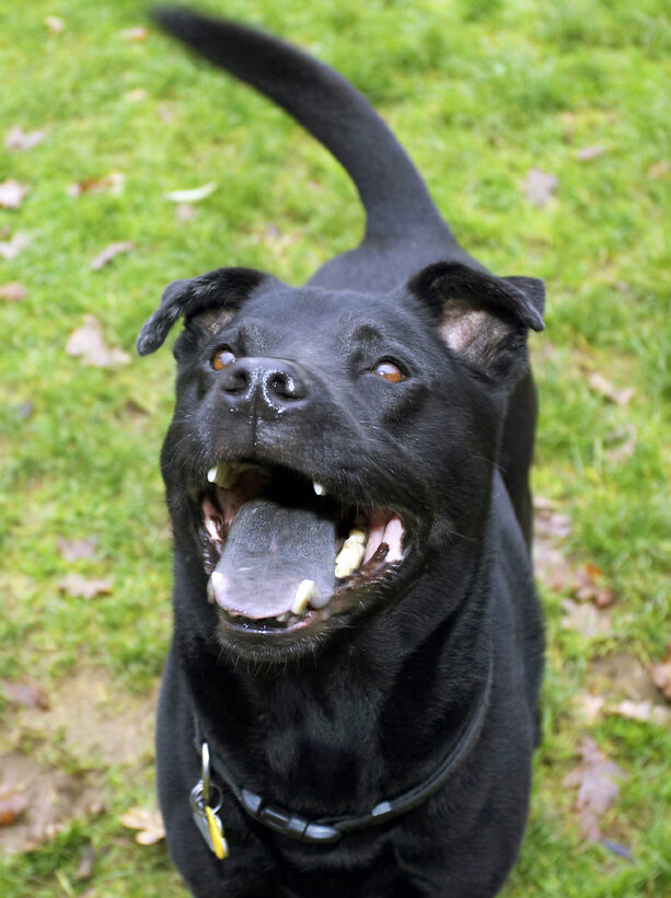 Charlie, Chow, Dog, Dogs, Labrador, Smile, Tongue