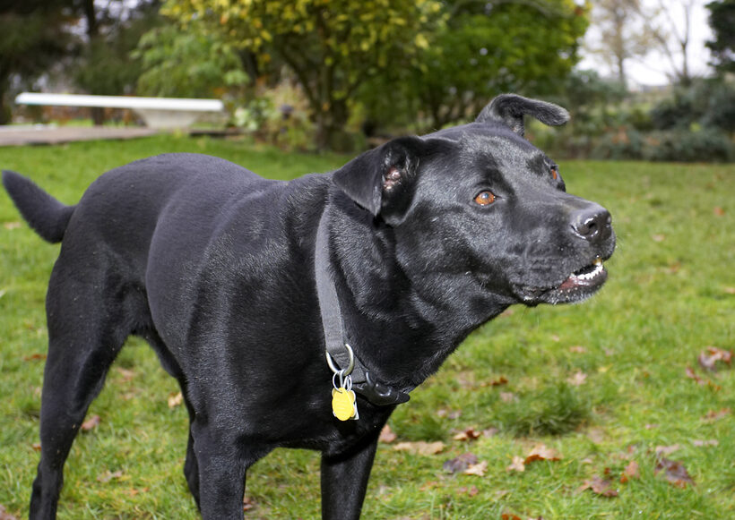 Charlie, Chow, Dog, Dogs, Labrador