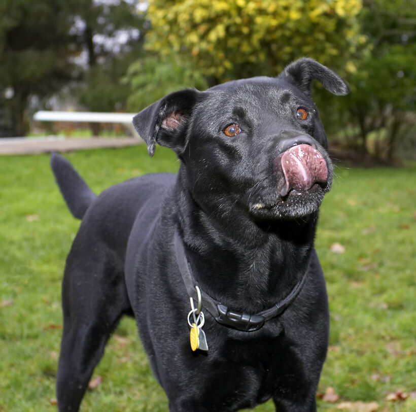 Charlie, Chow, Dog, Dogs, Labrador, Tongue