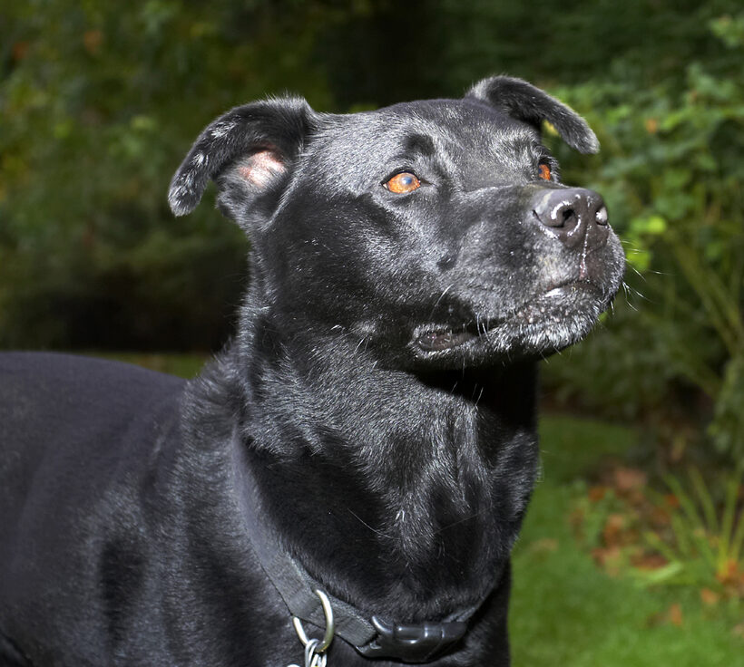 Charlie, Chow, Dog, Dogs, Labrador