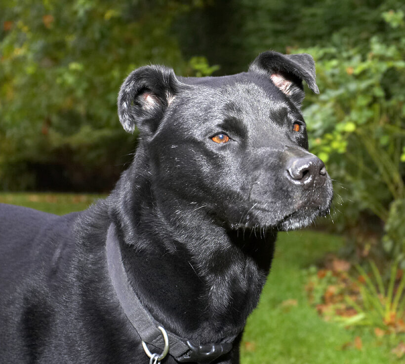 Charlie, Chow, Dog, Dogs, Labrador