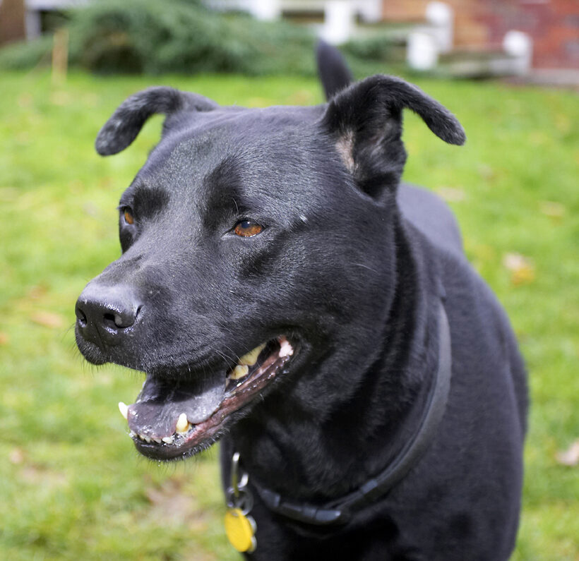 Charlie, Chow, Dog, Dogs, Labrador, Smile
