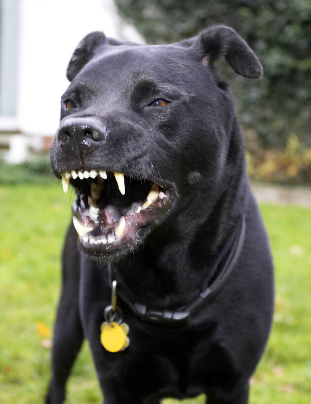 Charlie, Chow, Dog, Dogs, Labrador