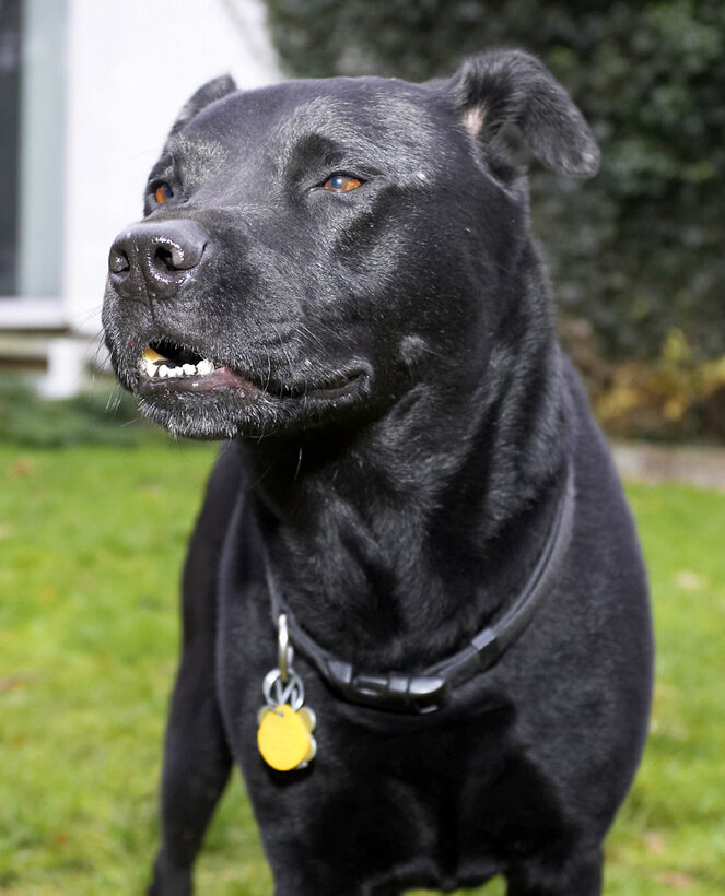 Charlie, Chow, Dog, Dogs, Labrador