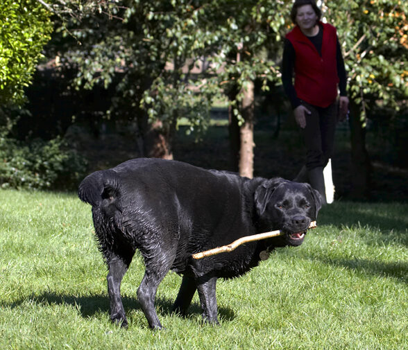 Dog, Dogs, Labrador, Otis