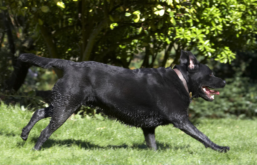 Dog, Dogs, Labrador, Otis