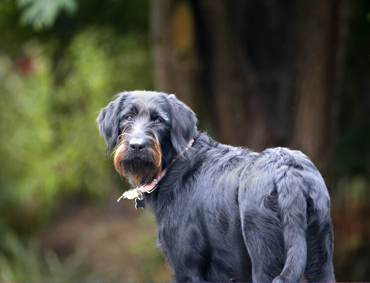 Dog, Dogs, Fizz, Labradoodle