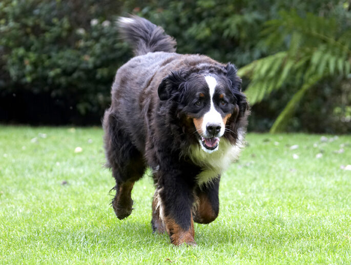 Bernese Mountain Dog, Dogs, Murphy