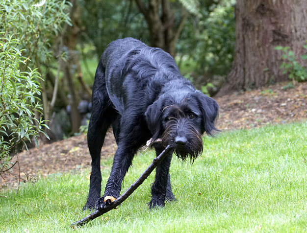 Dog, Dogs, Fizz, Labradoodle