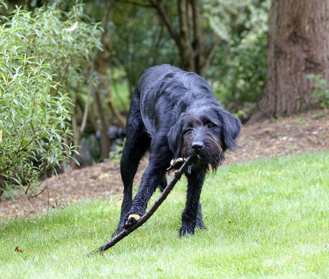 Dog, Dogs, Fizz, Labradoodle