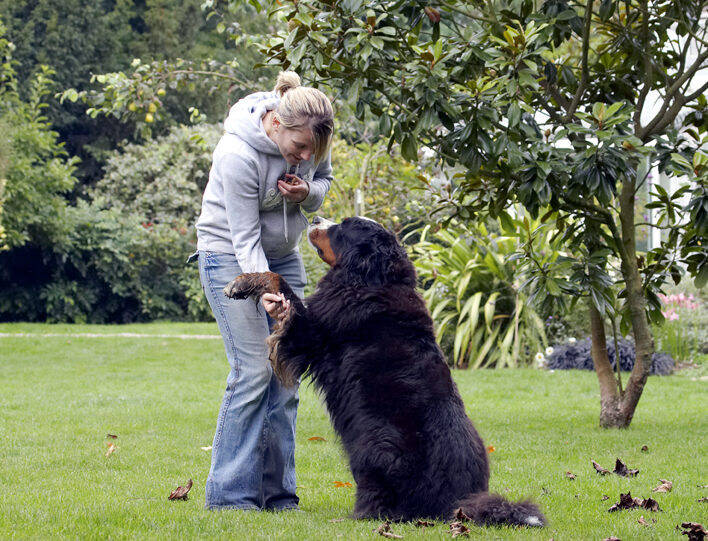 Bernese Mountain Dog, Dogs, Katie, Murphy