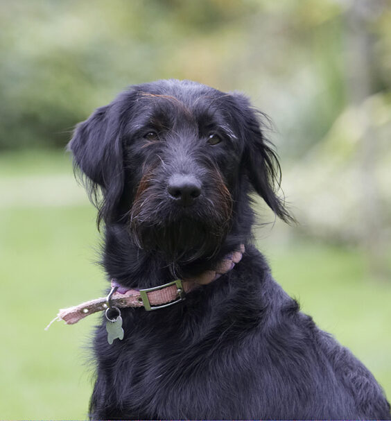 Dog, Dogs, Fizz, Labradoodle