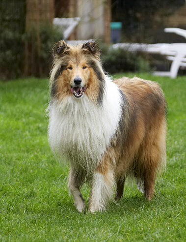 Collies, Dog, Dogs, Rough collie, Sonny