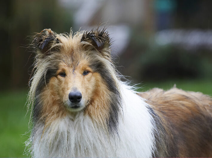 Collies, Dog, Dogs, Rough collie, Sonny