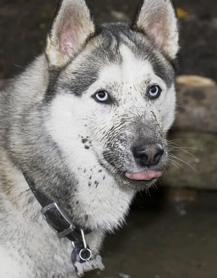 Dog, Dogs, Husky, Play, Playing, Playtime, Reeba, Run, Running, Tongue