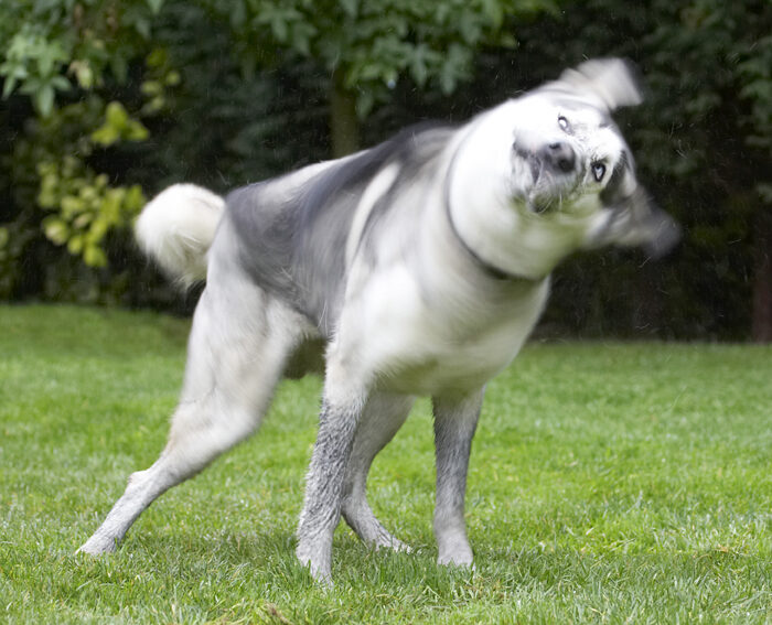 Dog, Dogs, Husky, Play, Playing, Playtime, Reeba, Run, Running