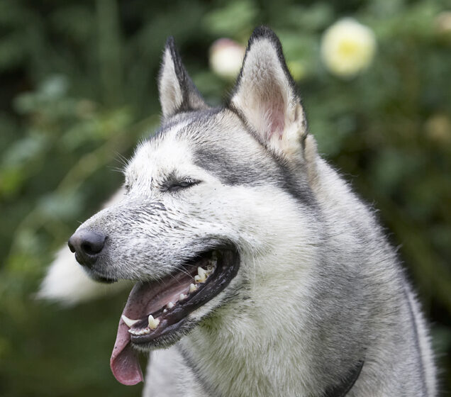 Dog, Dogs, Husky, Play, Playing, Playtime, Reeba, Run, Running, Tongue