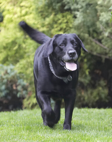 Cole, Dog, Dogs, Labrador, Labradors, Tongue