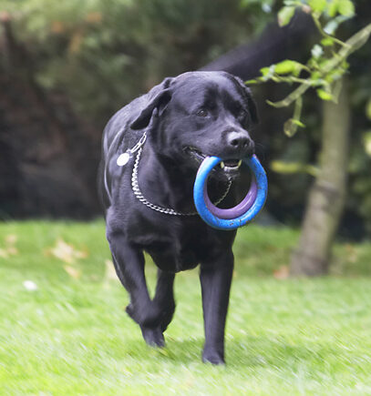 Dog, Dogs, Labrador, Otis, Play, Playing, Playtime, Run, Running