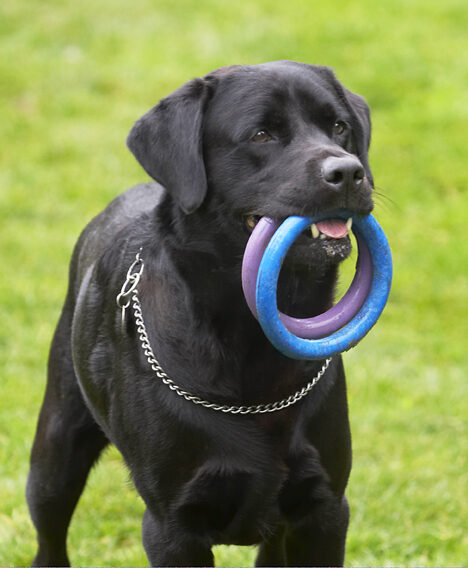 Dog, Dogs, Labrador, Otis, Play, Playing, Playtime, Run, Running