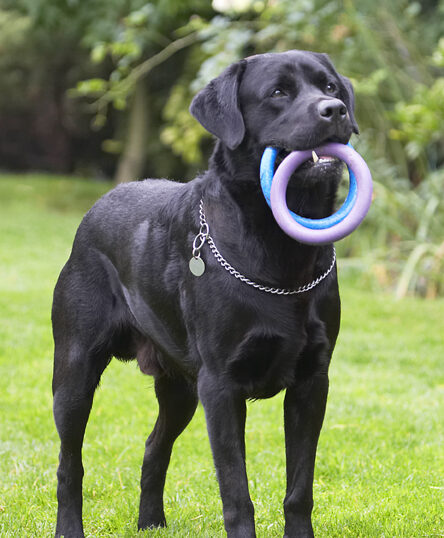Dog, Dogs, Labrador, Otis, Play, Playing, Playtime, Run, Running