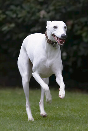 Dog, Dogs, Leap, Leaping, Mabel, Play, Playing, Playtime, Run, Running, Tongue, Whippet