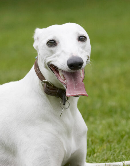 Dog, Dogs, Mabel, Play, Playing, Playtime, Sitting, Tongue, Whippet