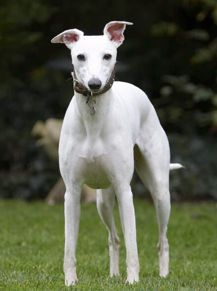 Dog, Dogs, Mabel, Play, Playing, Playtime, Whippet