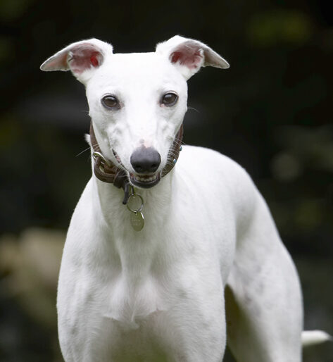 Dog, Dogs, Mabel, Play, Playing, Playtime, Whippet