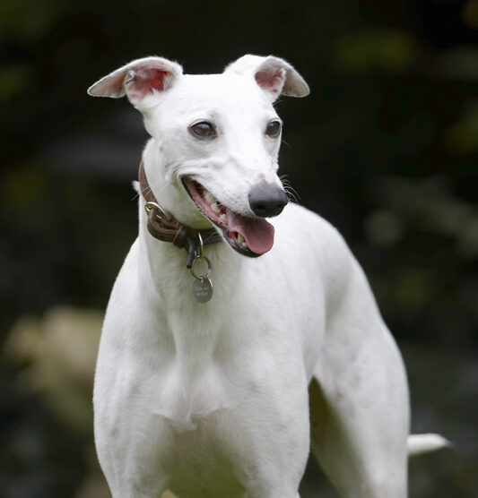 Dog, Dogs, Mabel, Play, Playing, Playtime, Tongue, Whippet