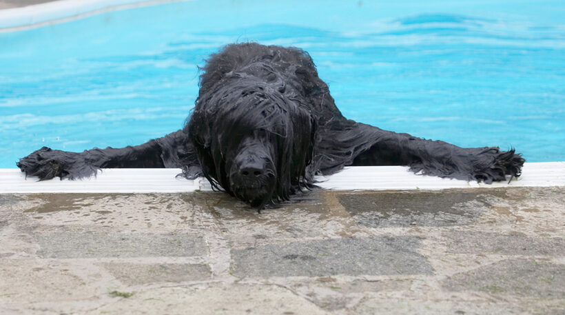 Briard, Dog, Dogs, Mortimer, Morty, Play, Playing, Playtime, Pool, Swimming